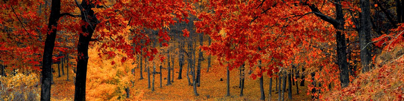 Sorties « Sentinelles des rivières »